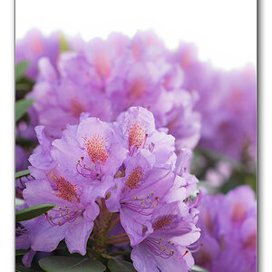 rododendron