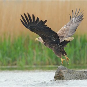 aacomp usedom 20130517 0379