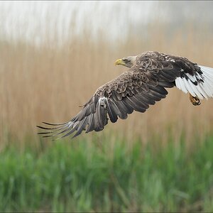 aacomp usedom 20130517 0382