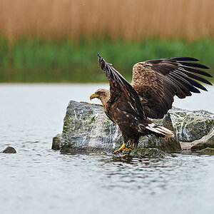 Seeadler (Fr)