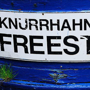 Knurrhahn Freest