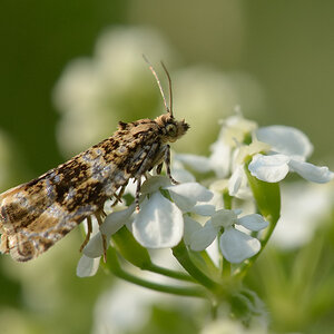 2141024wickler celypha lacunana
