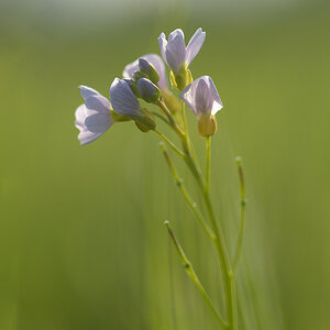1345900wiesenschaumkraut