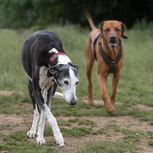 der Dünne