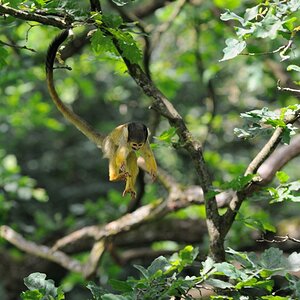 Sprung
Totenkopfaffe
Tiergarten Nürnberg