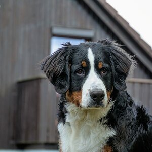 Für Hundstage, zeigt her Eure Hunde ....