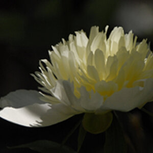 pfingsrose