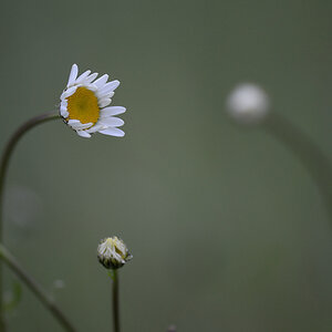 4471024margeriten