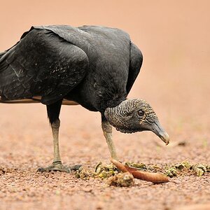 Rabengeier (Black Vulture)
Karanambu 
4997