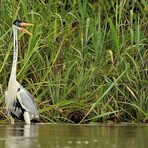 Cocoireiher (Cocoi Heron)
Rupununi bei Karanambu
5103