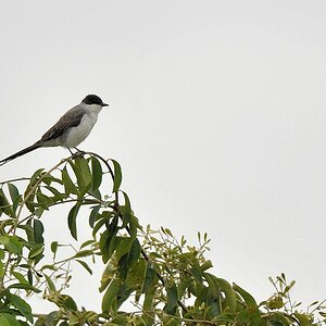 Vogel
Rupununi bei Karanambu
5015