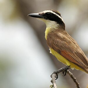 Liktor (Lesser Kiskadee)
Rupununi bei Karanambu
5243