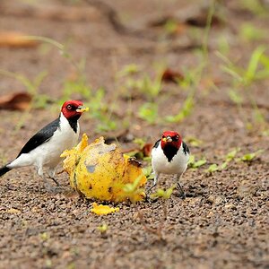 Schwarzkehlkardinale (Red Capped Cardinal) 
Karanambu
4969