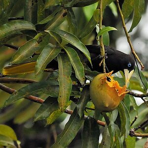 Gelbbürzelkassike oder auch Gelbbürzel-Stirnvogel (yellow rumped cacique)
Karanambu
4976