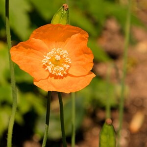 kalifornischer Goldmohn