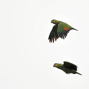 Venezuelaamazonen (Orange Winged Parrot)
5031