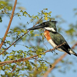Amazonasfischer (Amzon Kingfisher)
5449