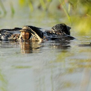 Mohrenkaiman (Black Caiman)
Rupununi
bei Karanambu
5459
