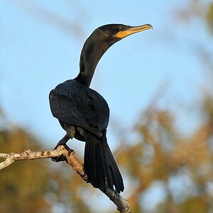 Olivenscharbe (neotropic cormorant)
Rupununi
bei Karanambu
5482