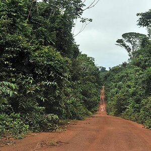Strasse durch den Iwokrama Rainforest.
Es ist die Hauptstraße durch Guyana, die
den Norden und den Süden verbindet!
1174