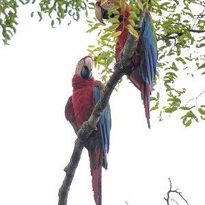 Hellroter Ara (Scarlet Macaw)
an der Hauptstrasse durch den Iwokrama Rainforest
1322 h