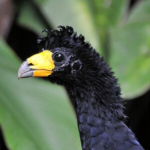 Gelblappenhokko (Yellow-Knobbed Curassow)
Atta Lodge, Iwokrama Rainforest
1345