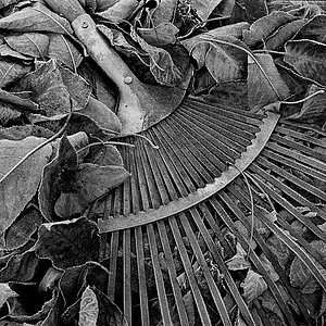 herbstlaub