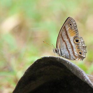 Schmetterling
Atta Lodge, Iwokrama Rainforsest
1506