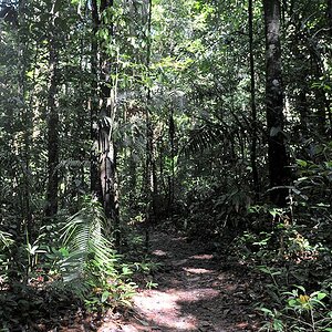 Weg durch den Regenwald
von der Atta Lodge zum Canopy Walkway
1195