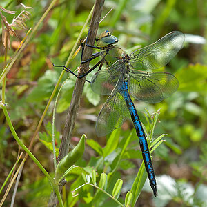 Anax Imperator