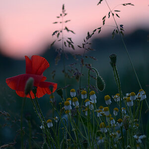 91024mohnmorgens