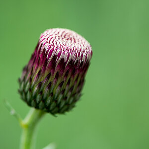 kenzaburo blumen 157