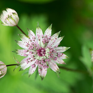kenzaburo blumen 158