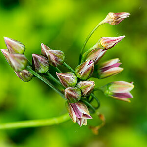 kenzaburo blumen 160