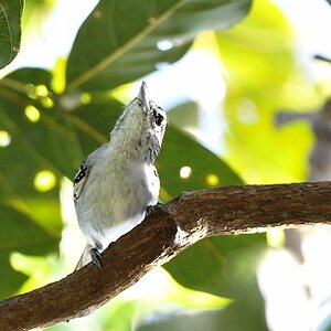 Fleckenschwanz Ameisenfänger (Spot Tailed Antwren)
Canopy, Attar Lodge, Iwokrama Rainforest
1626