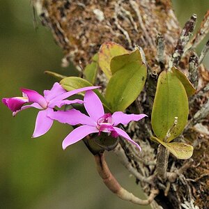 Orchidee
Rupunini bei Karanambu
5832