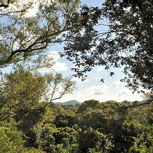 Blick vom Canopy Walkway
1225