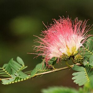 Blüte Karanambu
 6087