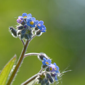 2859900vergissmeinnichtblumen