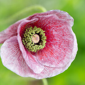 kenzaburo blumen 163