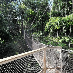 Canopy Walkway
Atta Lodge, Iwokrama Rainforest
1228