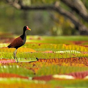 Rotstirn Blatthühnchen (Wattled Jacana)
Rupununi bei Karanambu
5875