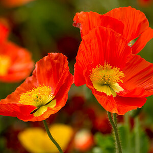 Mohn
