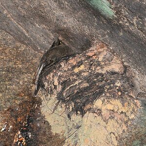Cayenne Klipvogel (C.ock of the Rock)
Iwokrama Rainforest
1792