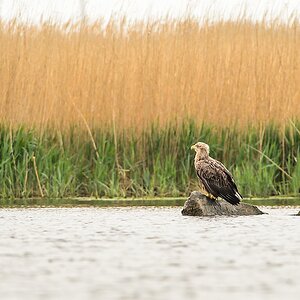 20130517 5233 [NIKON D4] 500 mm,1 1000 Sek. bei ƒ   5,6