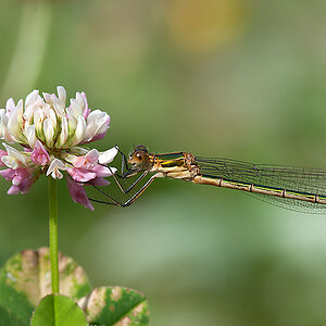 Binsenjungfer kleine 01 2013 06 30