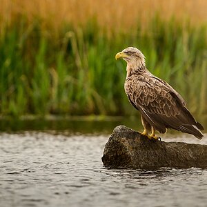 20130517 5285 [NIKON D4] 500 mm,1 1000 Sek. bei ƒ   5,6