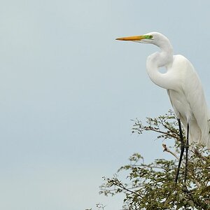 Silberreiher (Great Egret)
6054