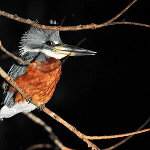 Amazonasfischer (Amazon Kingfisher)
Yupukari
3071