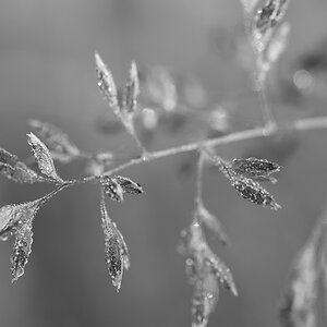 Morgentau 2